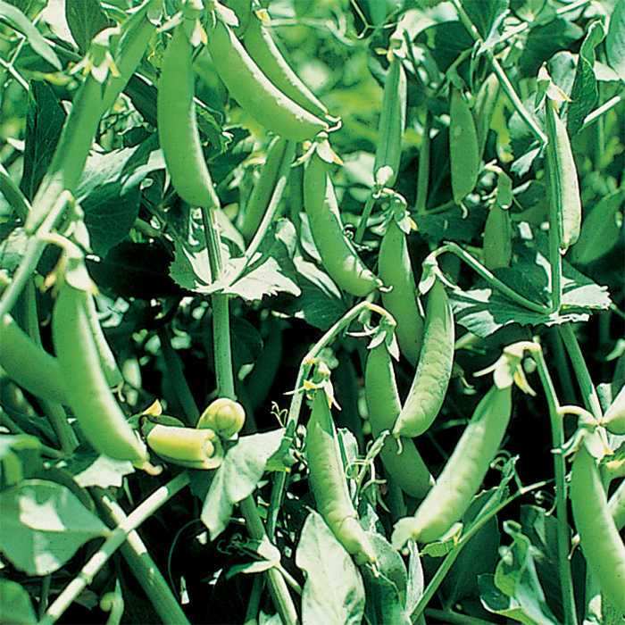 farm hand seeds Sugar Ann (Sugar Snap)
