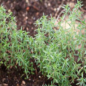 Farm.hand.seeds Summer Savory