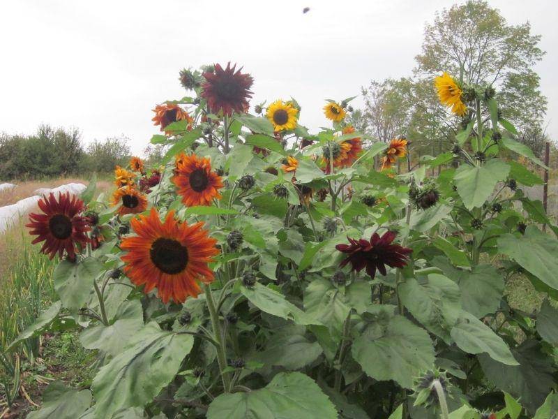 Farm.hand.seeds Sunflower Mix