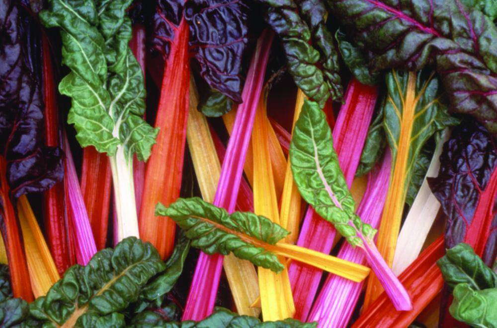 Farm Hand Seeds Bright Lights Swiss Chard