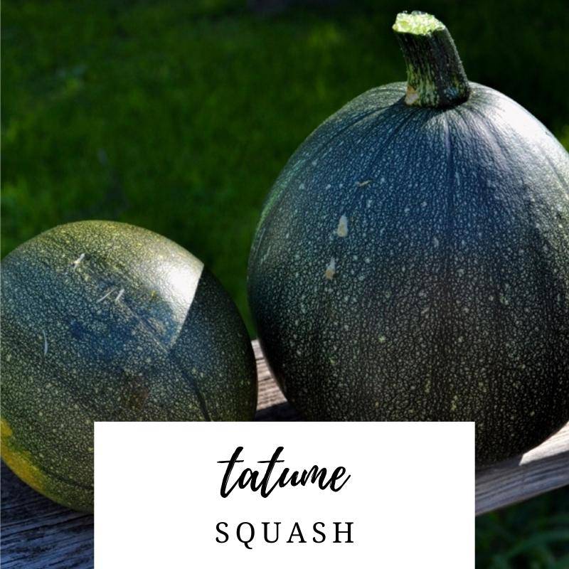 Farm.hand.seeds Tatume Summer Squash