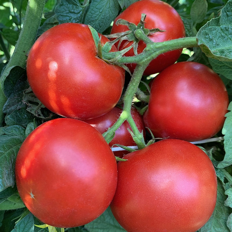 farm hand seeds Pink Plume Celery