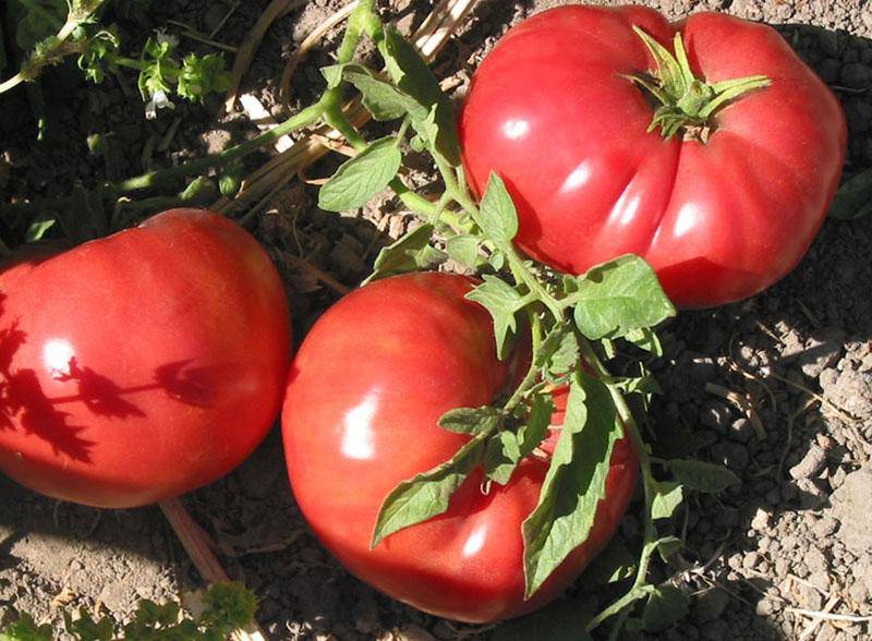 farm hand seeds German Johnson Heirloom Tomato