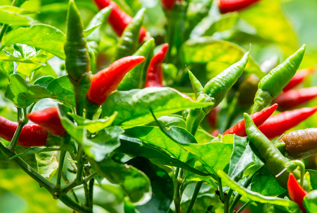 Farm Hand Seeds Tabasco hot pepper