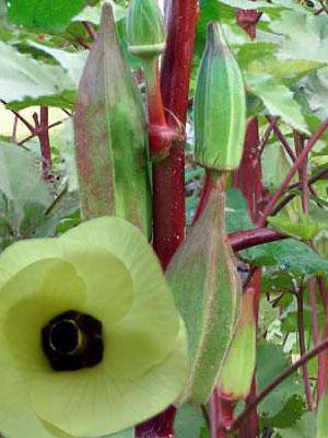 Farm.hand.seeds Hill Country Red Okra