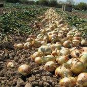 Farm.hand.seeds Texas Early Grano Onion