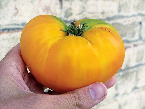 farm hand seeds Yellow Brandywine Heirloom Tomato