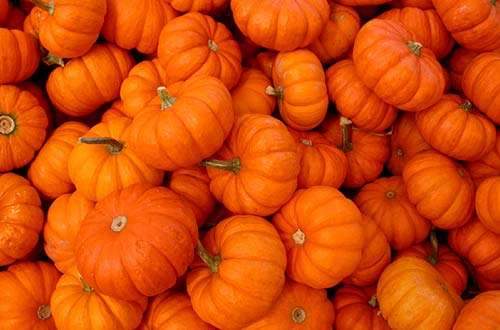 Farm.hand.seeds Wee Be Little Pumpkin