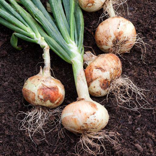 Farm.hand.seeds White Sweet Spanish Onion