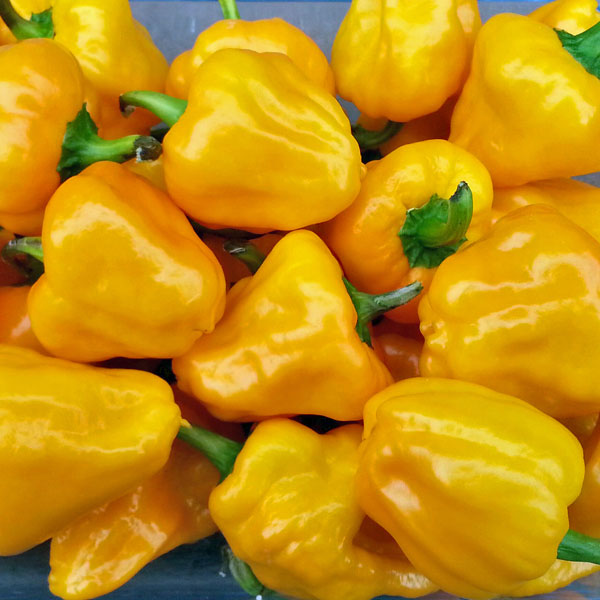 Farm Hand Seeds Scotch bonnet pepper