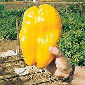 farm hand seeds Yellow Monster Bell Pepper