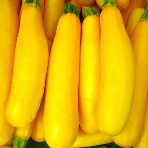 Farm.hand.seeds Early Prolific Straightneck Yellow Squash