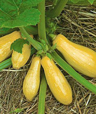 Farm.hand.seeds Early Prolific Straightneck Yellow Squash