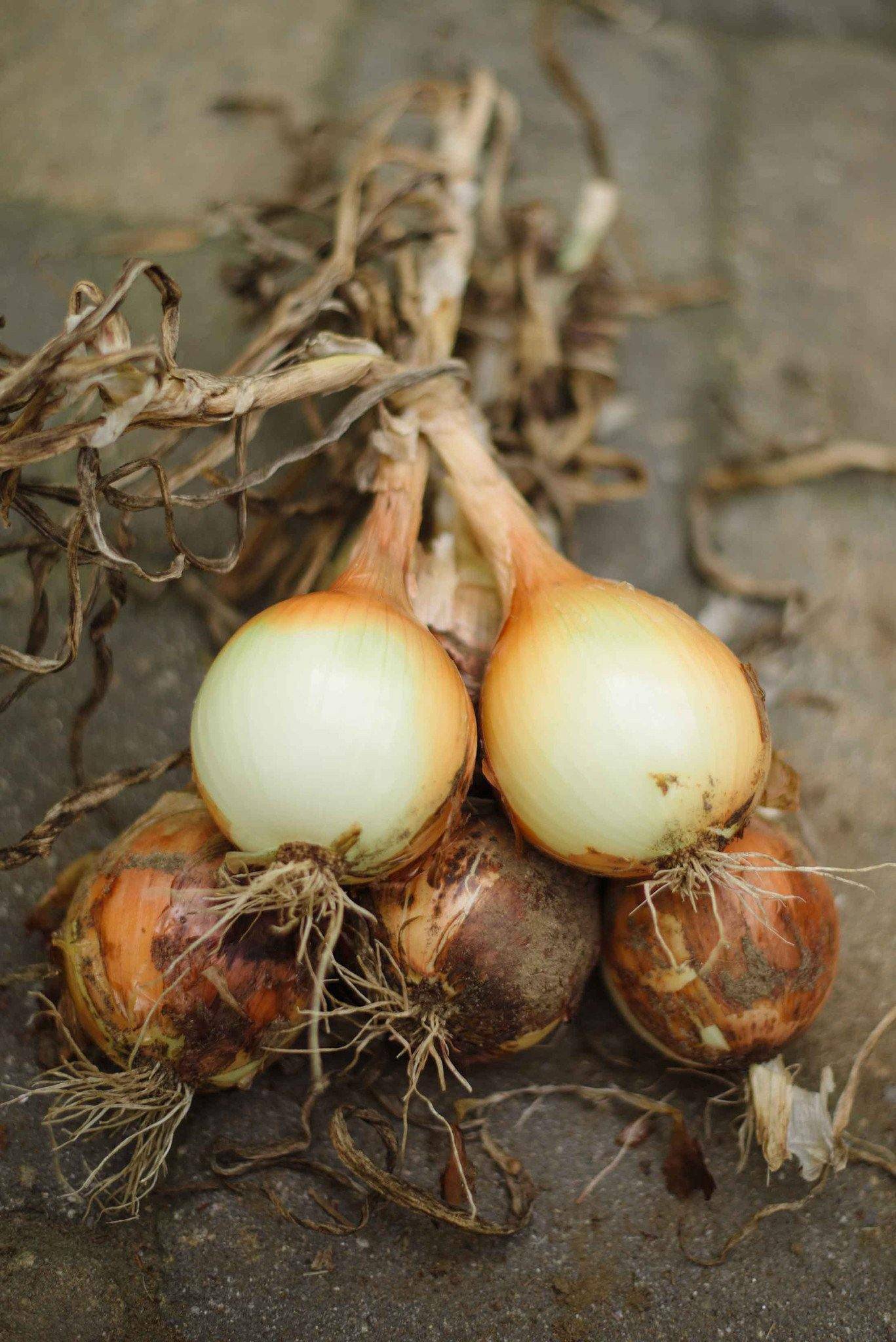 Farm.hand.seeds Utah Yellow Sweet Spanish Onion