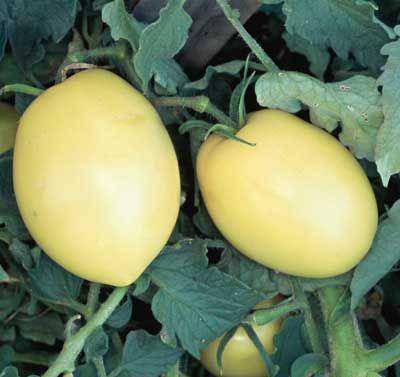 farm hand seeds Powers Heirloom Tomato