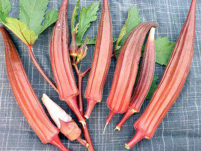Farm.hand.seeds Jing Orange Okra