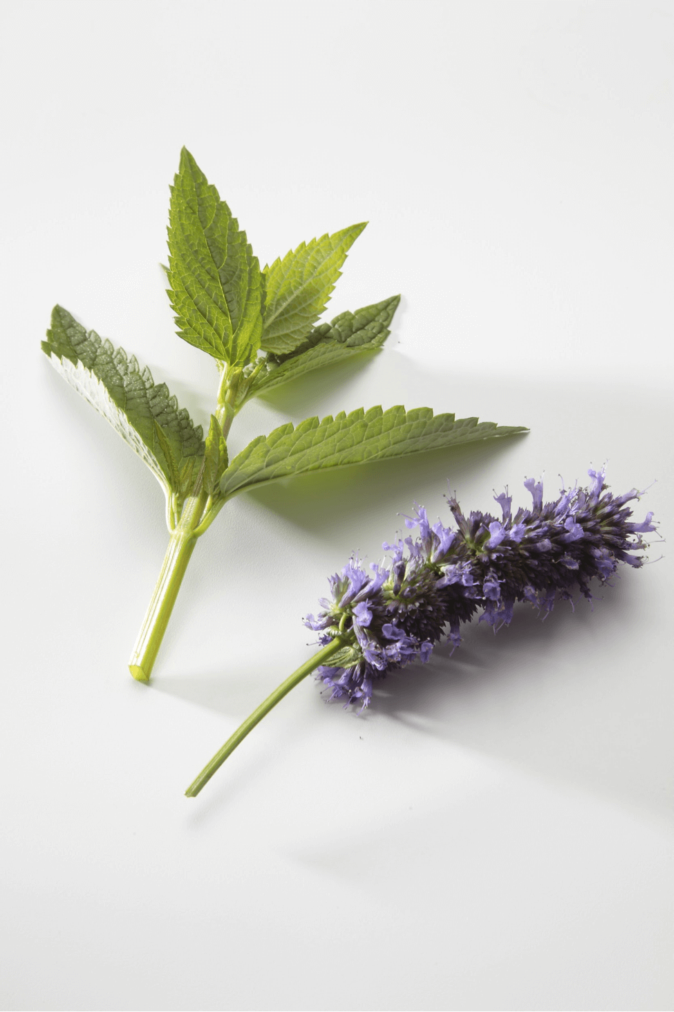 Farm.hand.seeds Hyssop