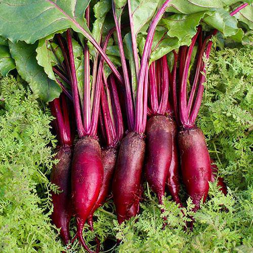 farm hand seeds Cylindra Beet