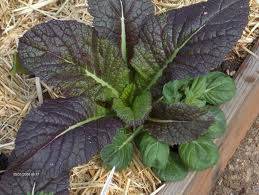 Farm.hand.seeds Osaka Purple Mustard Green