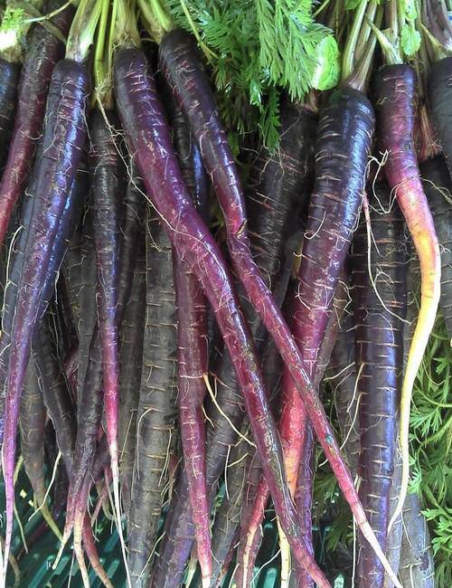 Farm.hand.seeds Black Nebula Carrot