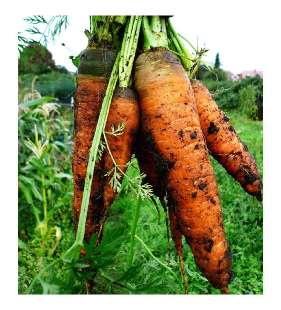 farm hand seeds Autumn King Giant Carrot