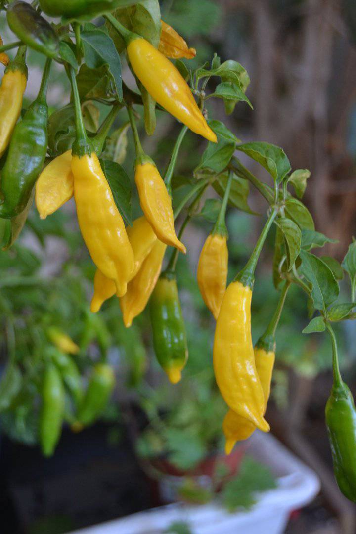 Farm Hand Seeds Lemon Drop Hot Peppers