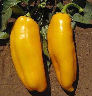 Farm.hand.seeds Golden Marconi Heirloom Sweet Pepper