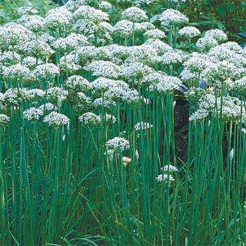 Farm.hand.seeds Garlic Chives
