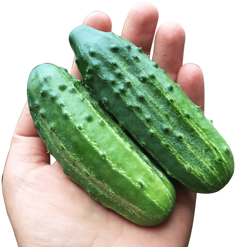 Farm.hand.seeds Sumter pickleing cucumber