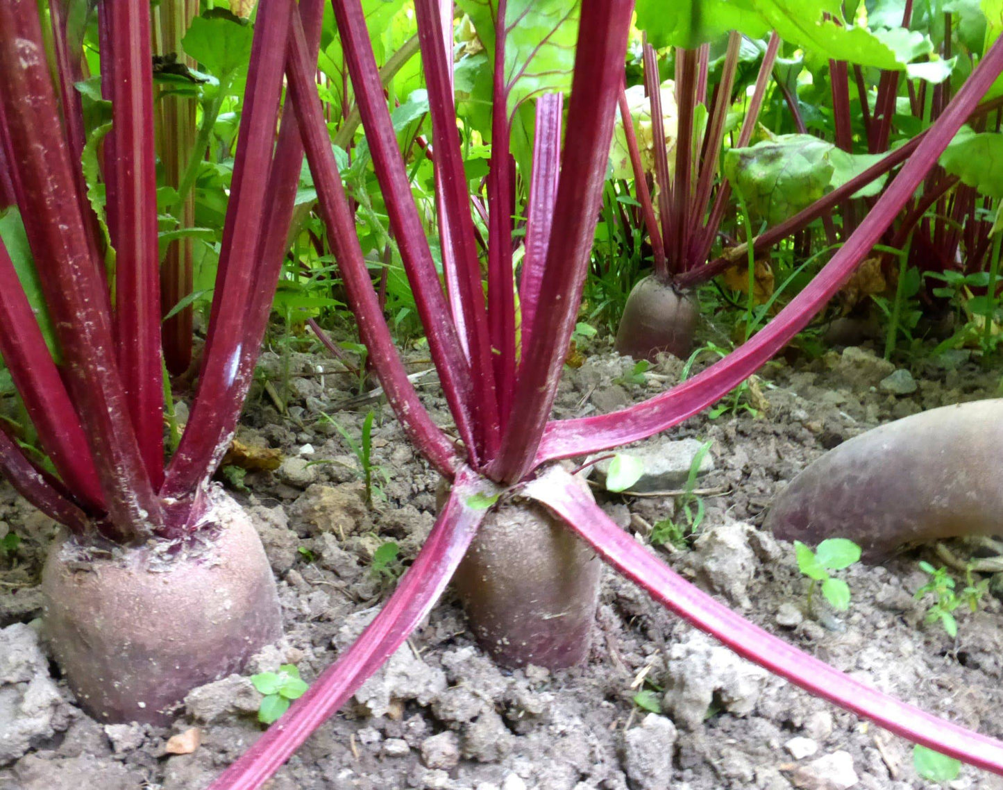 farm hand seeds Cylindra Beet