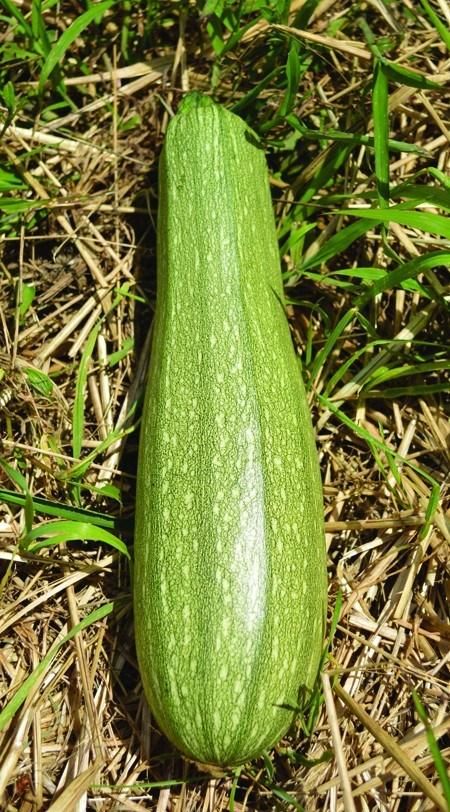 Farm.hand.seeds Genovese italian summer squash
