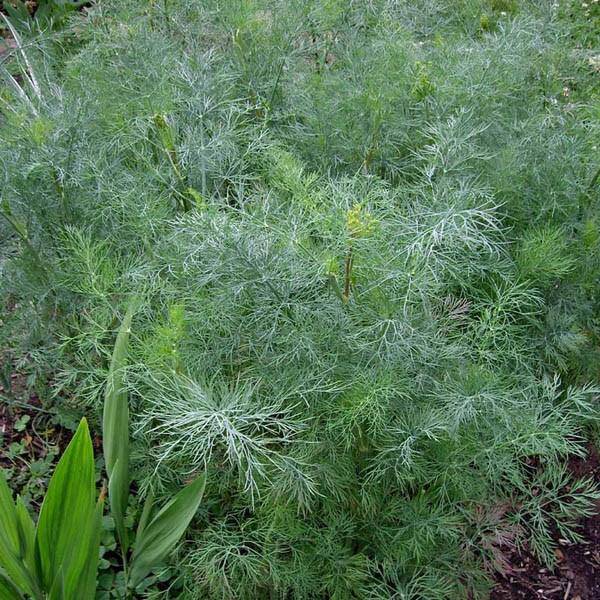 Farm.hand.seeds Dukat Dill