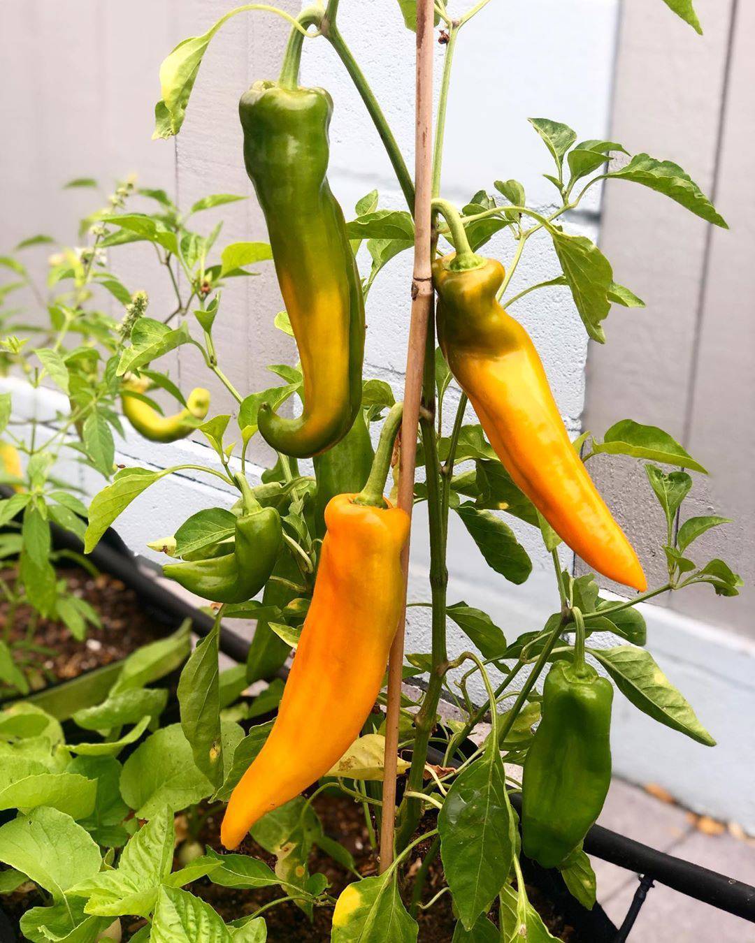 Farm.hand.seeds Golden Marconi Heirloom Sweet Pepper