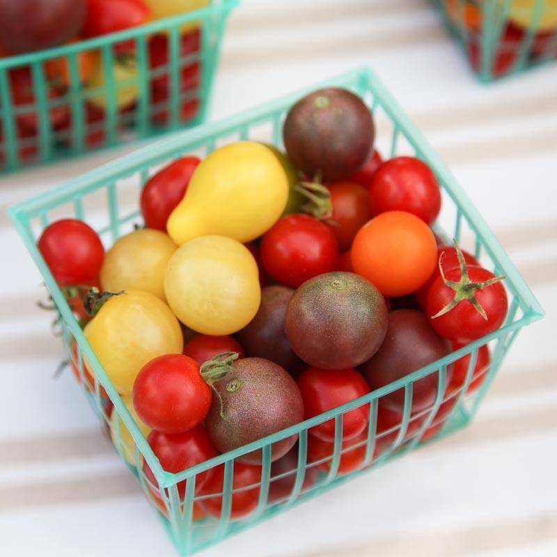 beyond organic seeds Rainbow Cherry Tomato Mixture