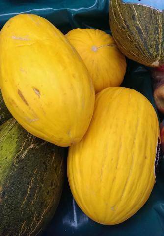 Farm.hand.seeds Heirloom Canary Yellow Melon