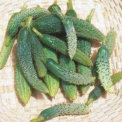 Farm.hand.seeds Persian Cucumbers (Heirloom)