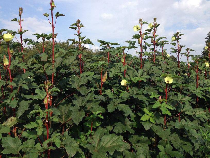 Farm.hand.seeds Hill Country Red Okra
