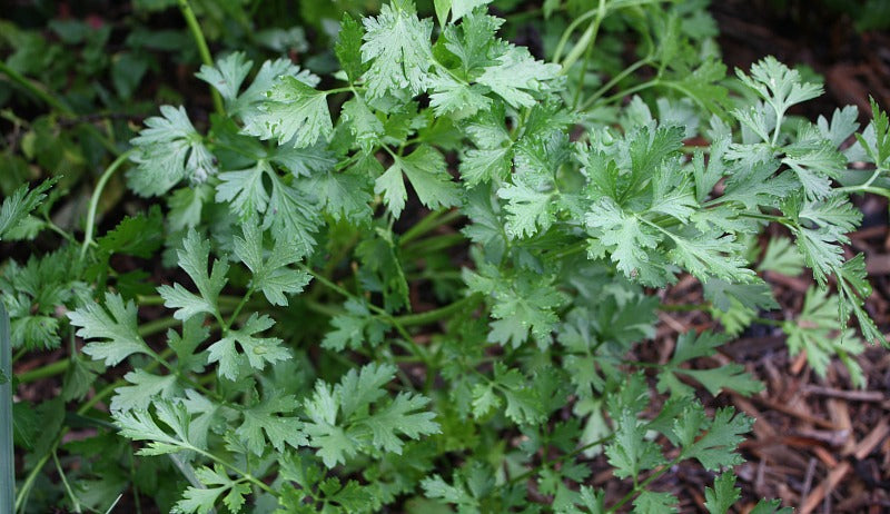 Farm.hand.seeds Plain flat single curled parsley