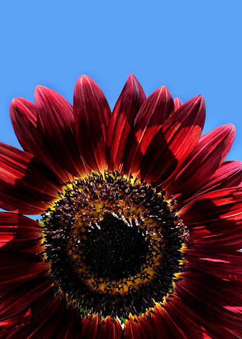 farm hand seeds Velvet Queen Sunflower