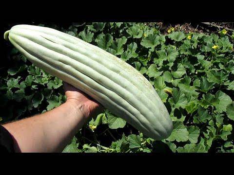 Farm.hand.seeds Armenian Yard-Long Cucumber