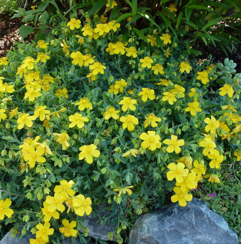 Farm.hand.seeds Saint John's Wort