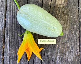 Farm.hand.seeds Bianco Lungo Cylindrical