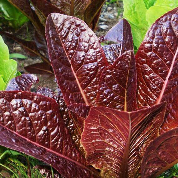 Farm.hand.seeds Super Red Romaine Lettuce