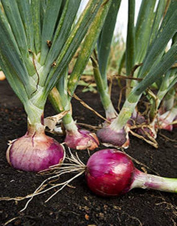 Farm.hand.seeds Red Burgundy Onion