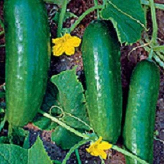 Farm.hand.seeds Ashley Cucumber