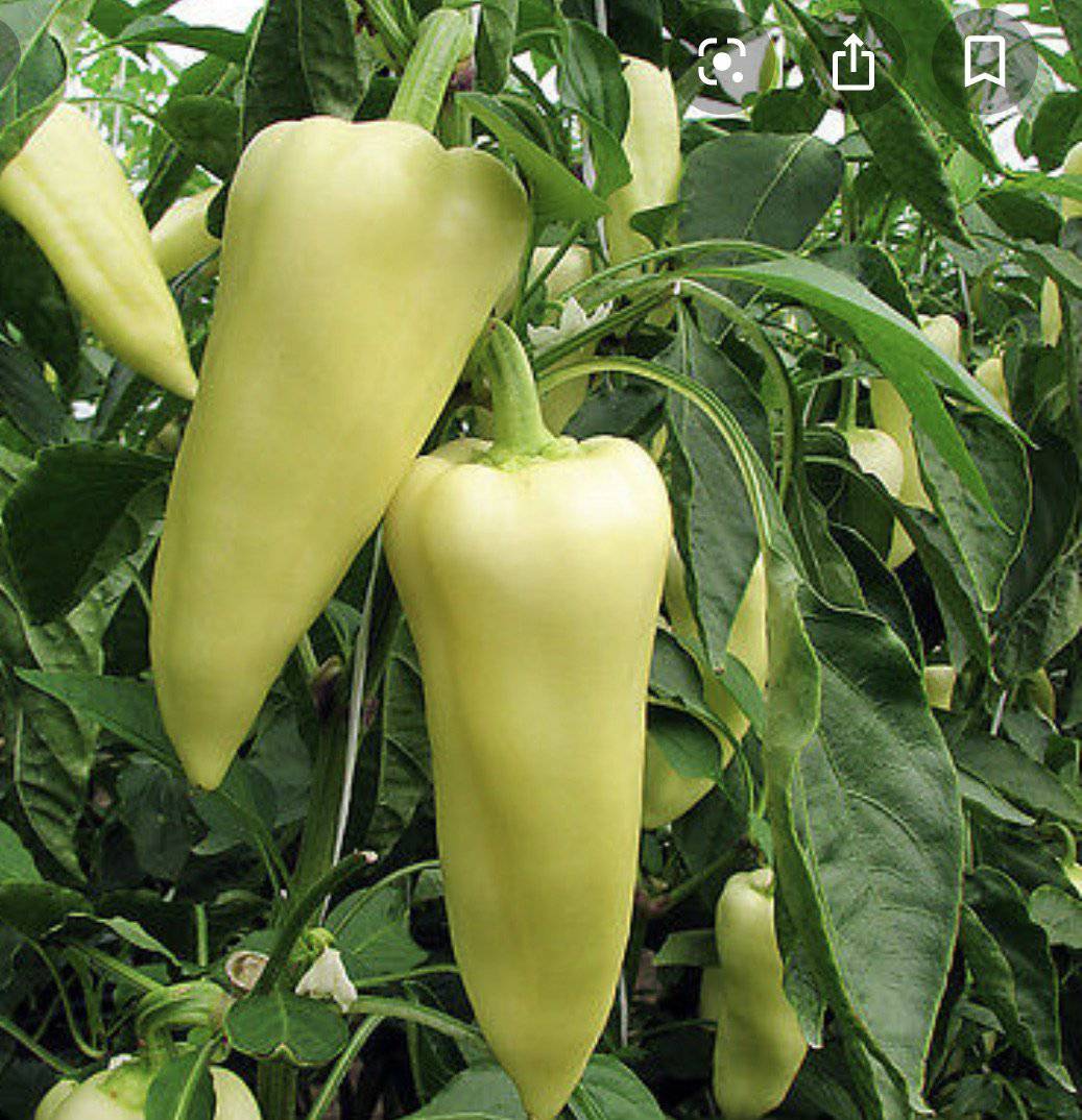 farm hand seeds Hungarian Yellow Wax Hot Pepper