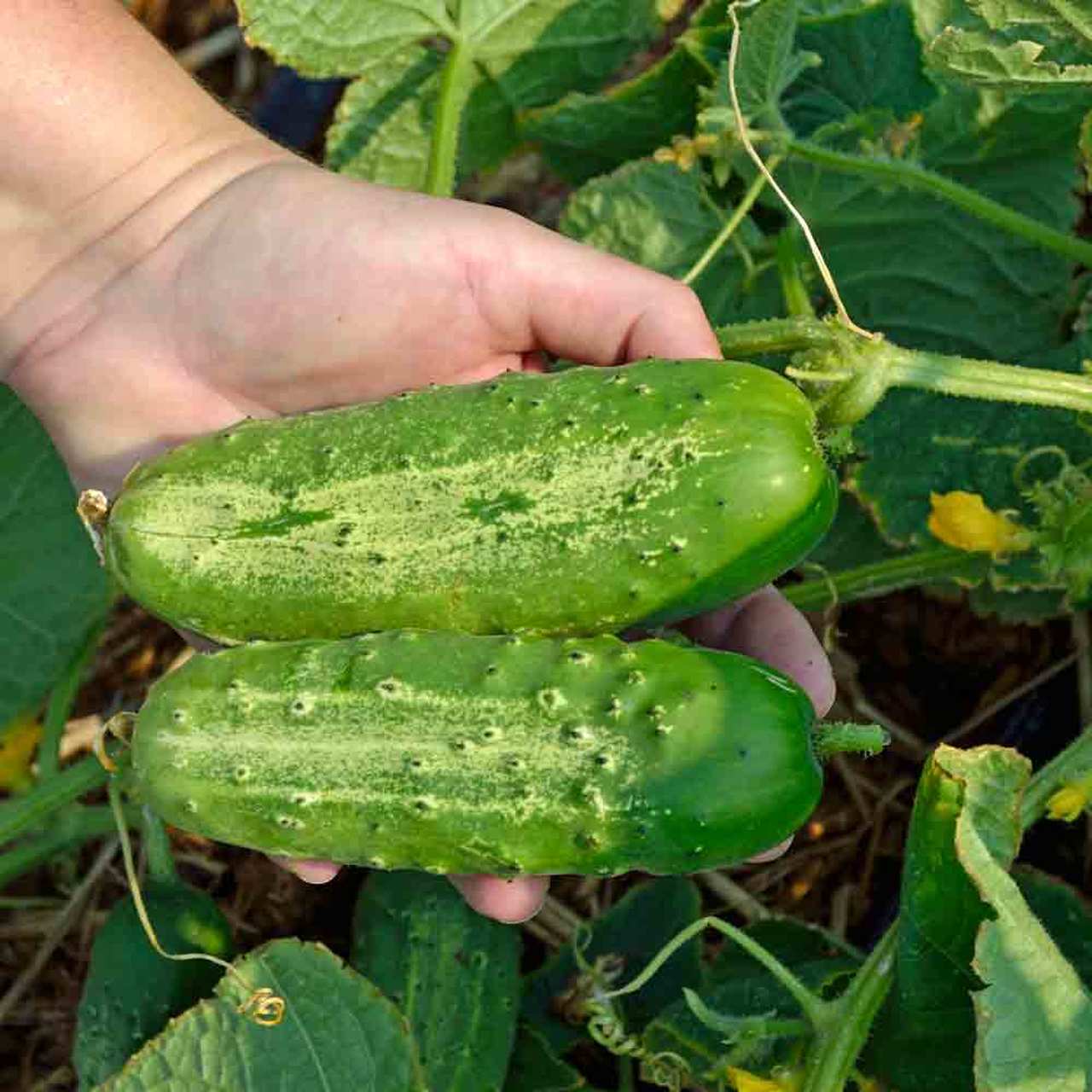 Farm.hand.seeds Boston Pickling Cucumber