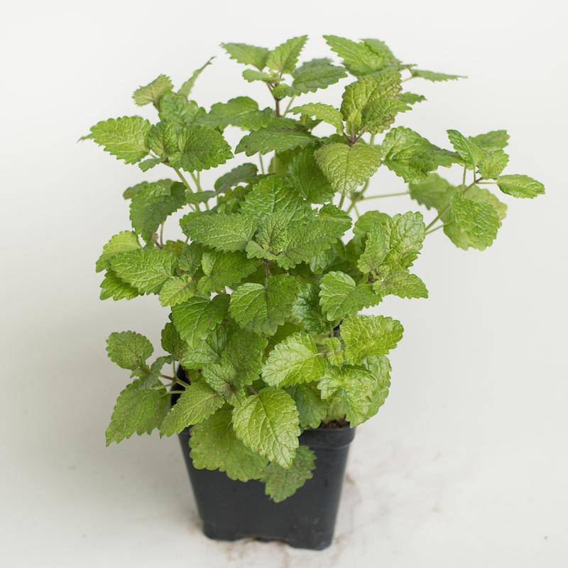 Farm.hand.seeds Lemon Balm