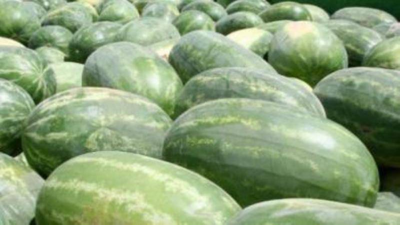 Farm.hand.seeds Congo Watermelon