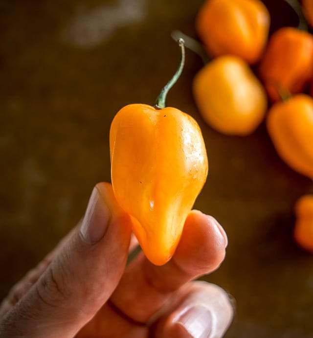 Farm.hand.seeds Habanero Orange Pepper